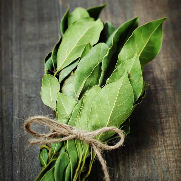 برگ بو - تصویر 2